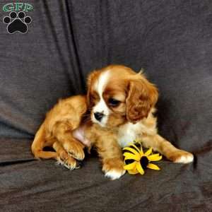 mr Hendrick, Cavalier King Charles Spaniel Puppy